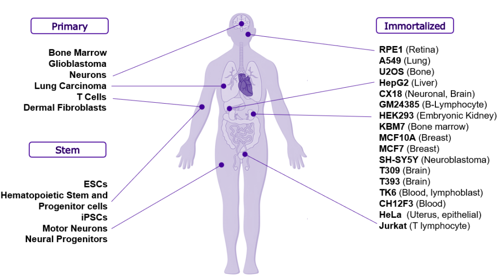 This image has an empty alt attribute; its file name is cell-types-1024x574.png